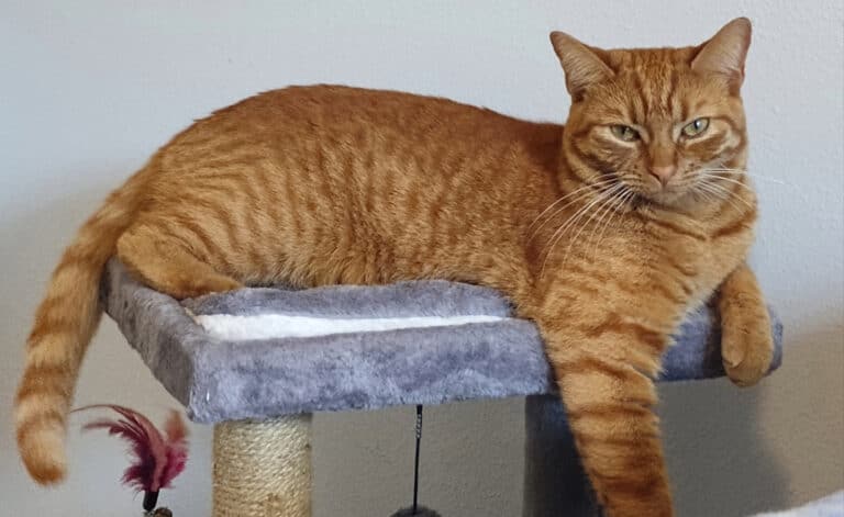 Cornerstone Insurance Florida independent agency