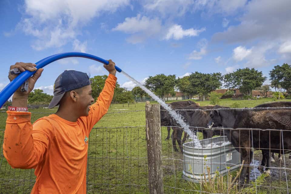 A rancher watering cattle on a ranch in Davie, Florida