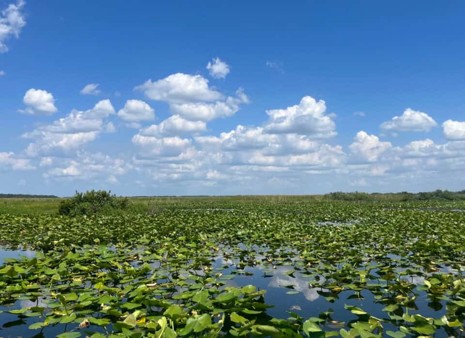 Lily pads on East Lake Tohopekaliga under a blue sky near St. Cloud, Florida