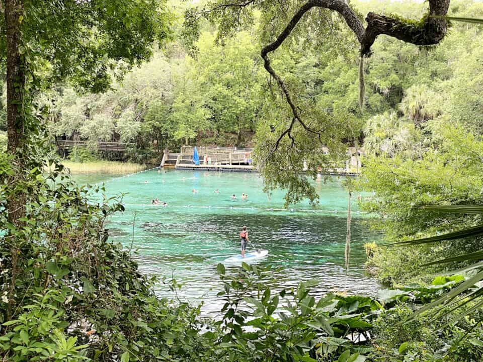 Swimmers in the clear turquoise water of a natural Florida spring framed by oak branches