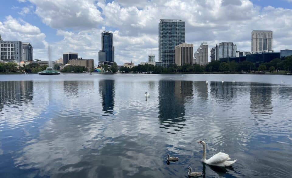 Swans on Lake Eola with the downtown Orlando skyline behind, in Orlando, Florida