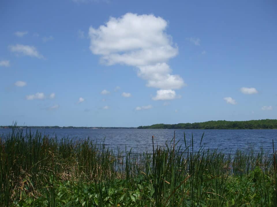 Open water of Lake Tarpon under a blue sky, seen from the John Chesnut Sr. Park shoreline with cattails in the foreground