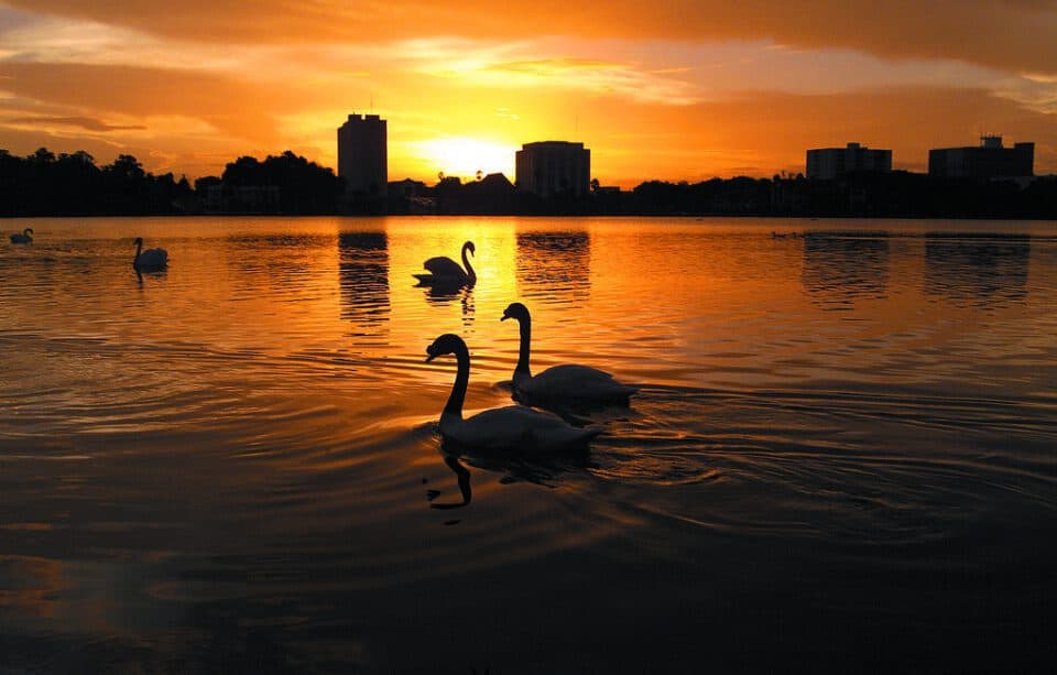 Lakeland's signature swans on Lake Mirror with the downtown skyline in Polk County, Florida