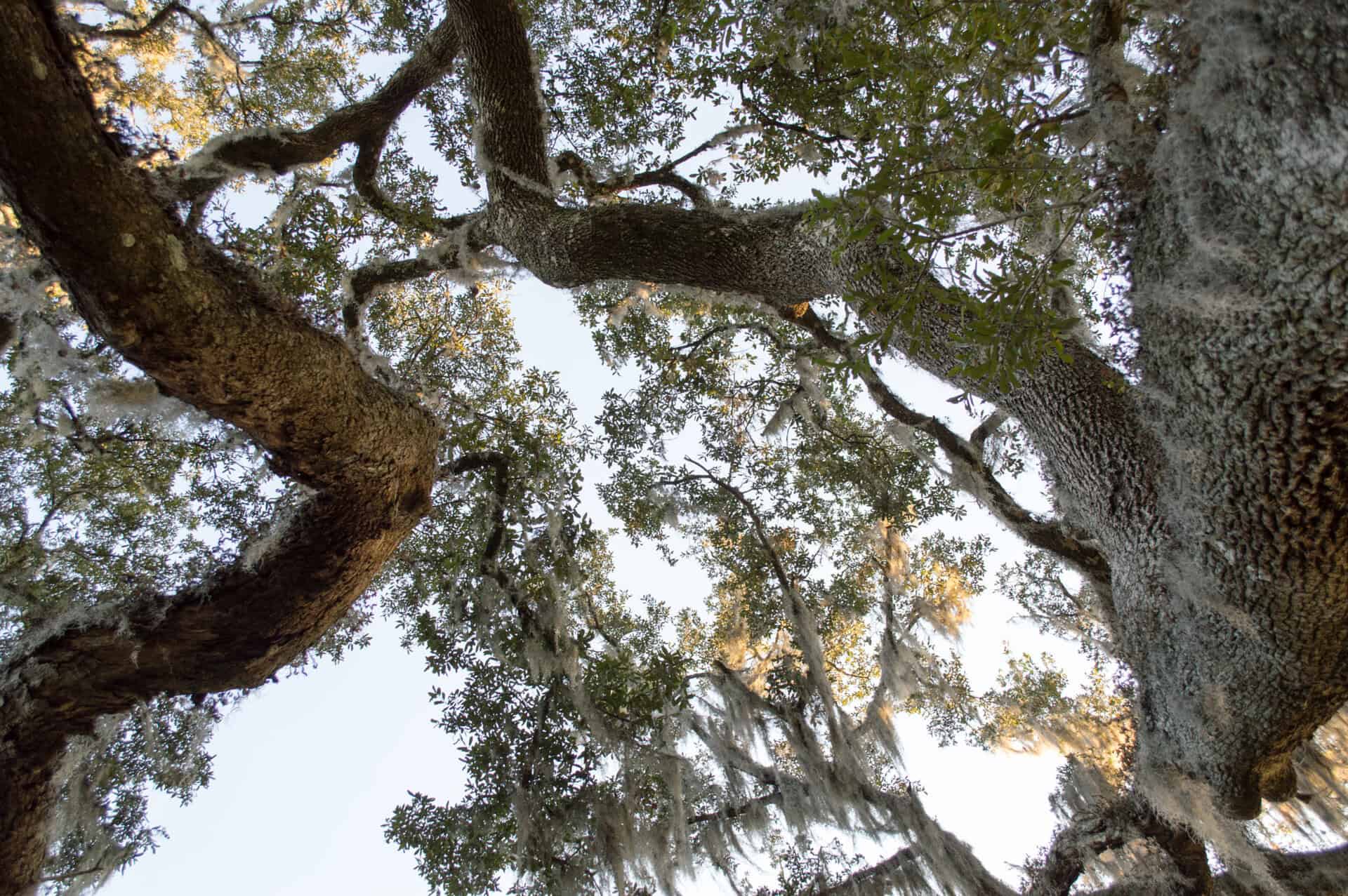 Live oak draped in Spanish moss — a Florida fixture