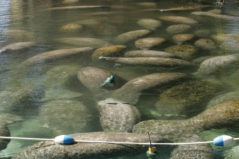 A Florida manatee in the clear water of Three Sisters Springs at Crystal River, Florida