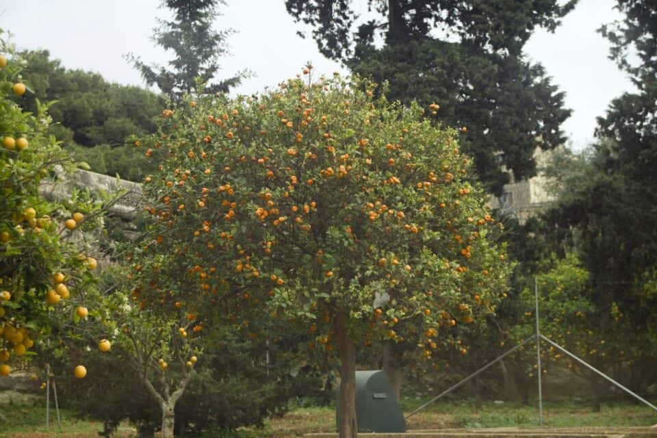 An orange tree heavy with ripe fruit in a citrus grove