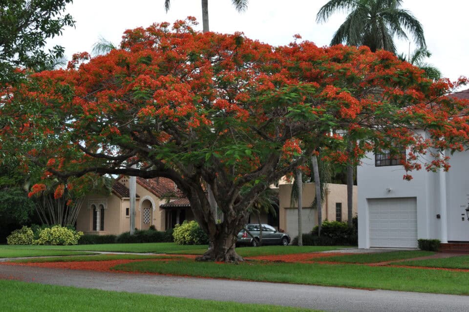 A royal poinciana tree in full bloom over a residential street in Coral Gables, Florida