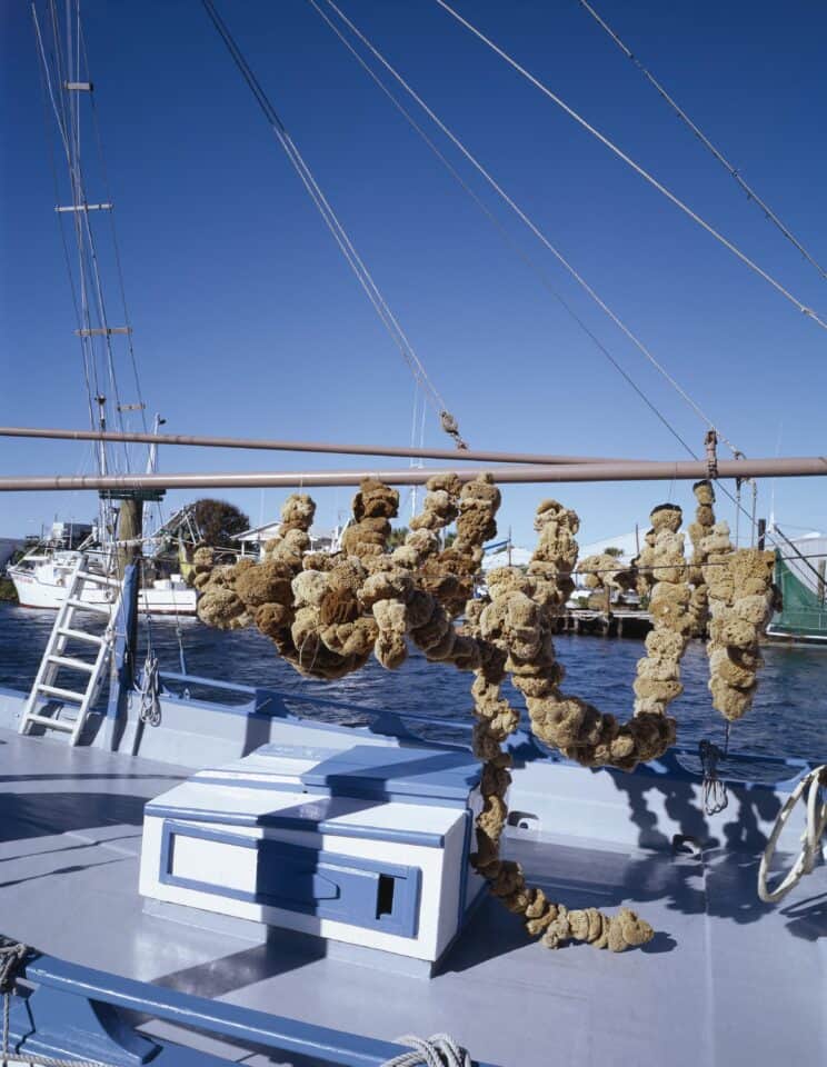 Natural sponges hanging from the rigging of a sponge boat at the Tarpon Springs sponge docks in Florida