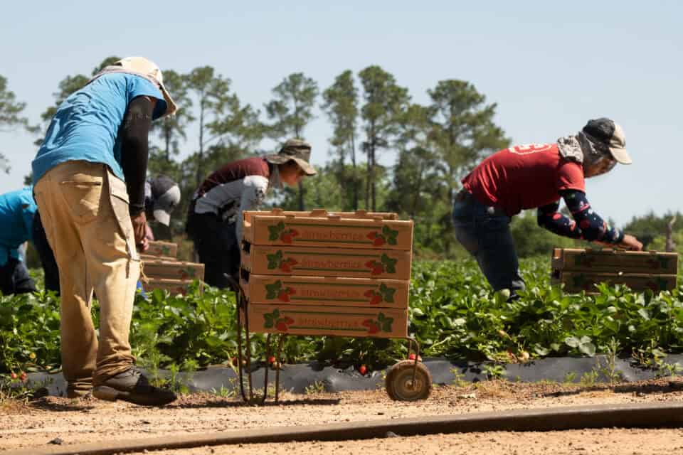 Farm workers harvesting ripe strawberries into crates on a commercial strawberry farm